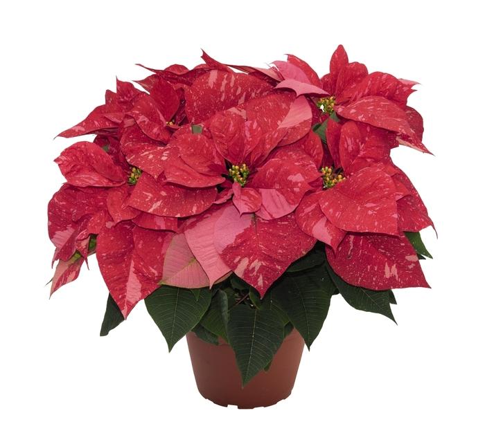 Euphorbia pulcherrima Jubilee Jingle Bells