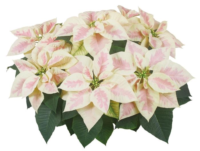 Euphorbia pulcherrima Mars™ Marble