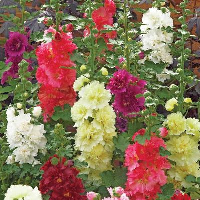 Alcea rosea Spring Celebrities Mix