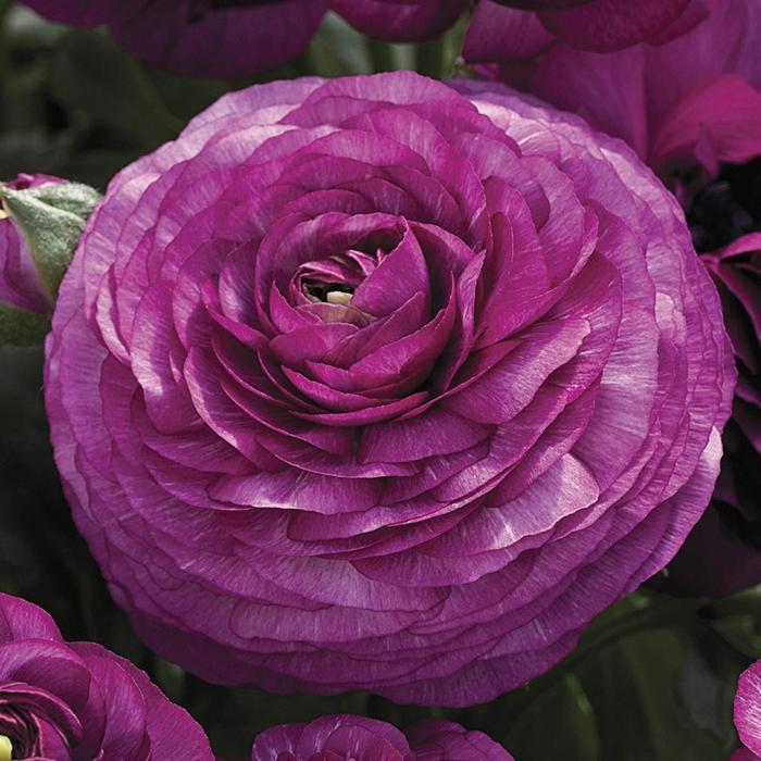 Ranunculus asiaticus Mache™ Purple