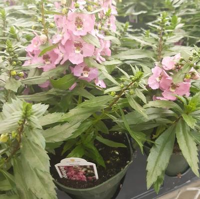 Angelonia angustifolia Archangel™ Pink