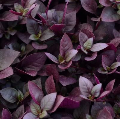 Alternanthera Plum Dandy™