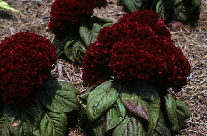 Celosia argentea var. cristata Jewel Box Red