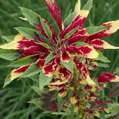 Amaranthus tricolor 