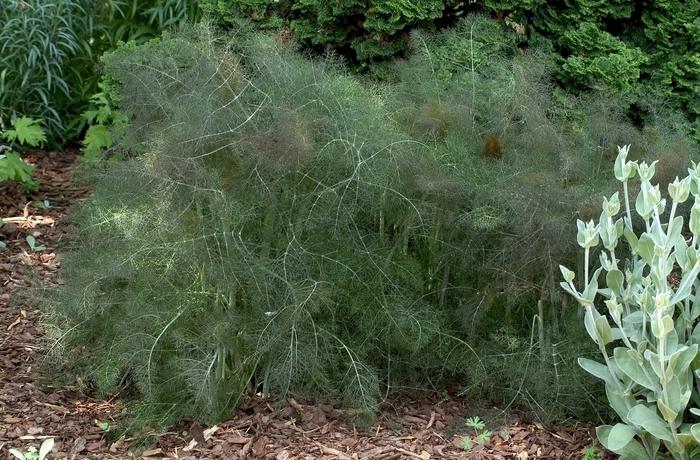 Foeniculum vulgare Purpureum