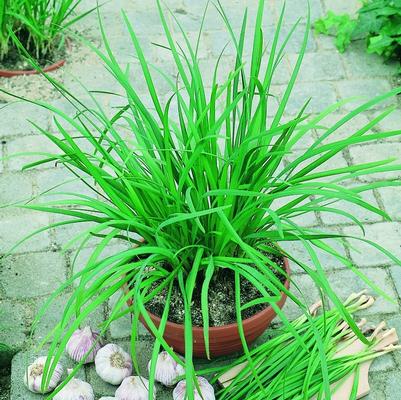 Allium tuberosum Chives Geisha, garlic