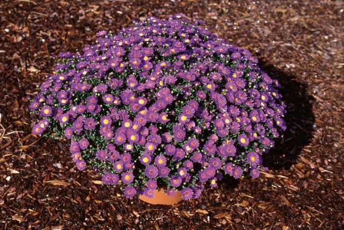 Aster novi-belgii Believer™ Purple