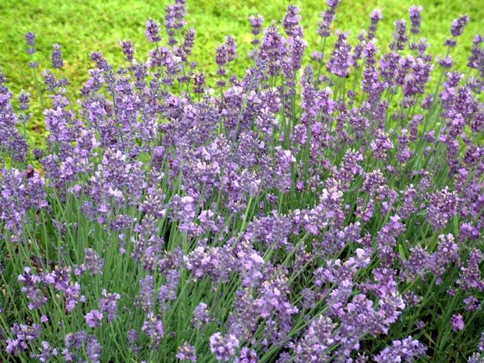 Lavandula angustifolia Munstead