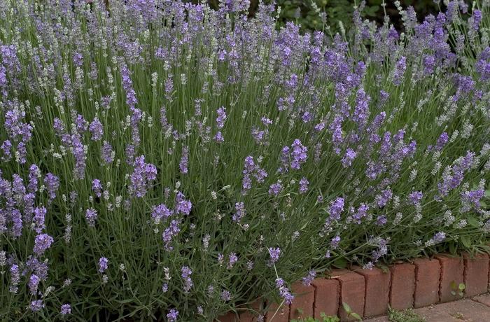 Lavandula angustifolia Munstead