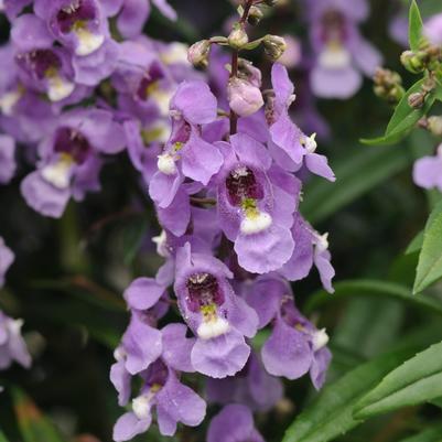 Angelonia angustifolia Serenita® Blue Sky