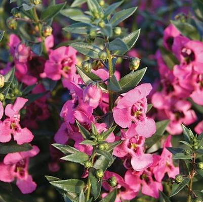 Angelonia angustifolia Pink