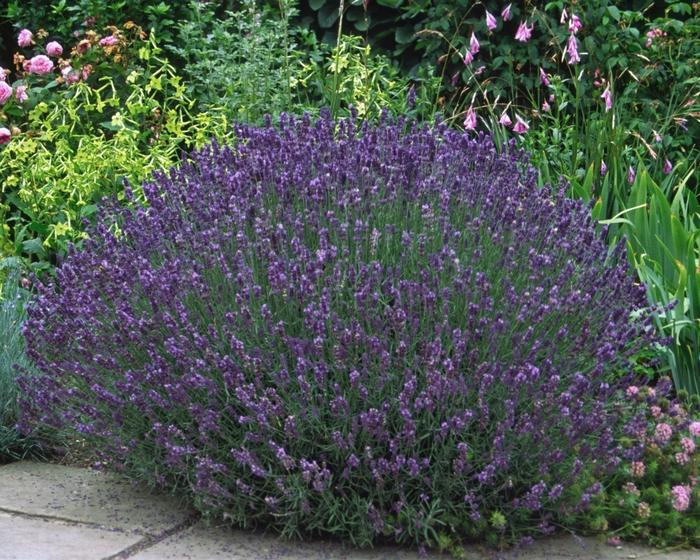 Lavandula angustifolia Hidcote