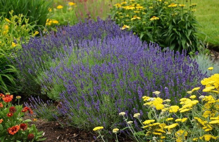 Lavandula angustifolia Hidcote