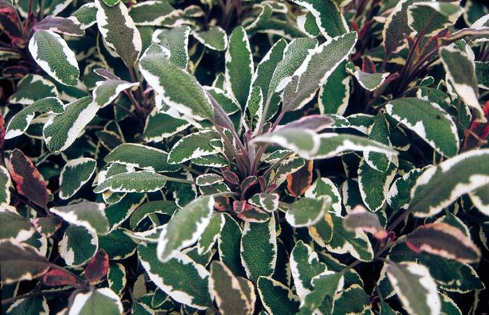 Salvia officinalis Tricolor