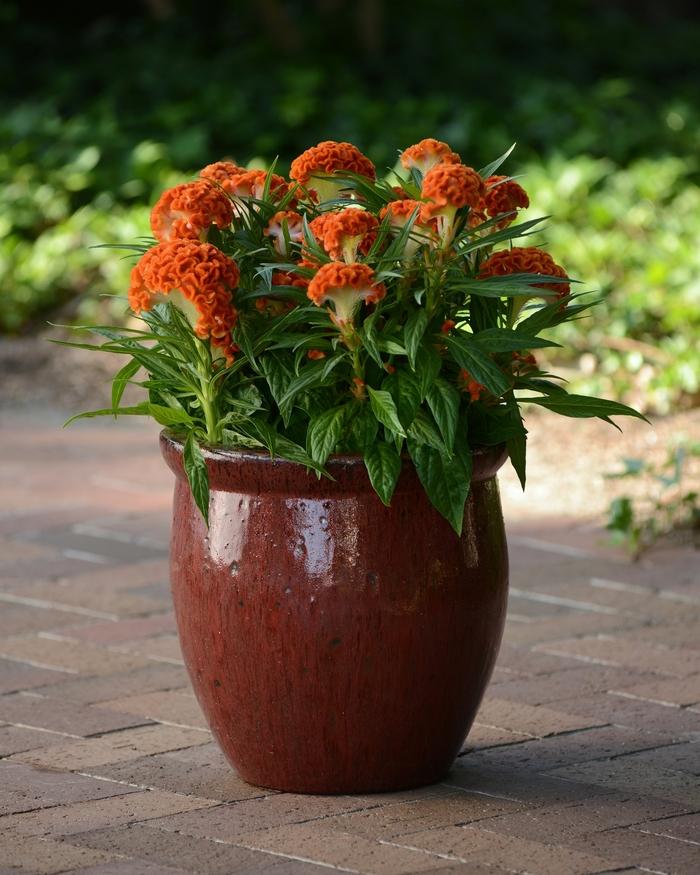 Celosia cristata Twisted™ Orange