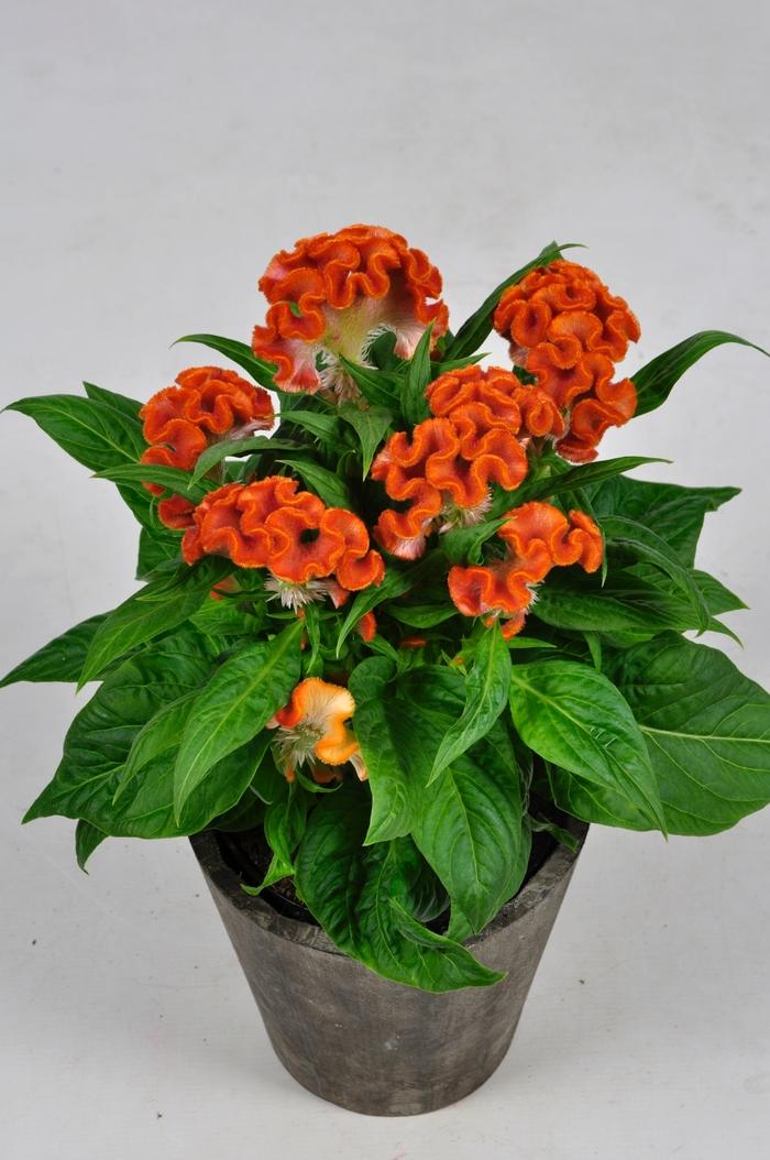 Celosia cristata Twisted™ Orange