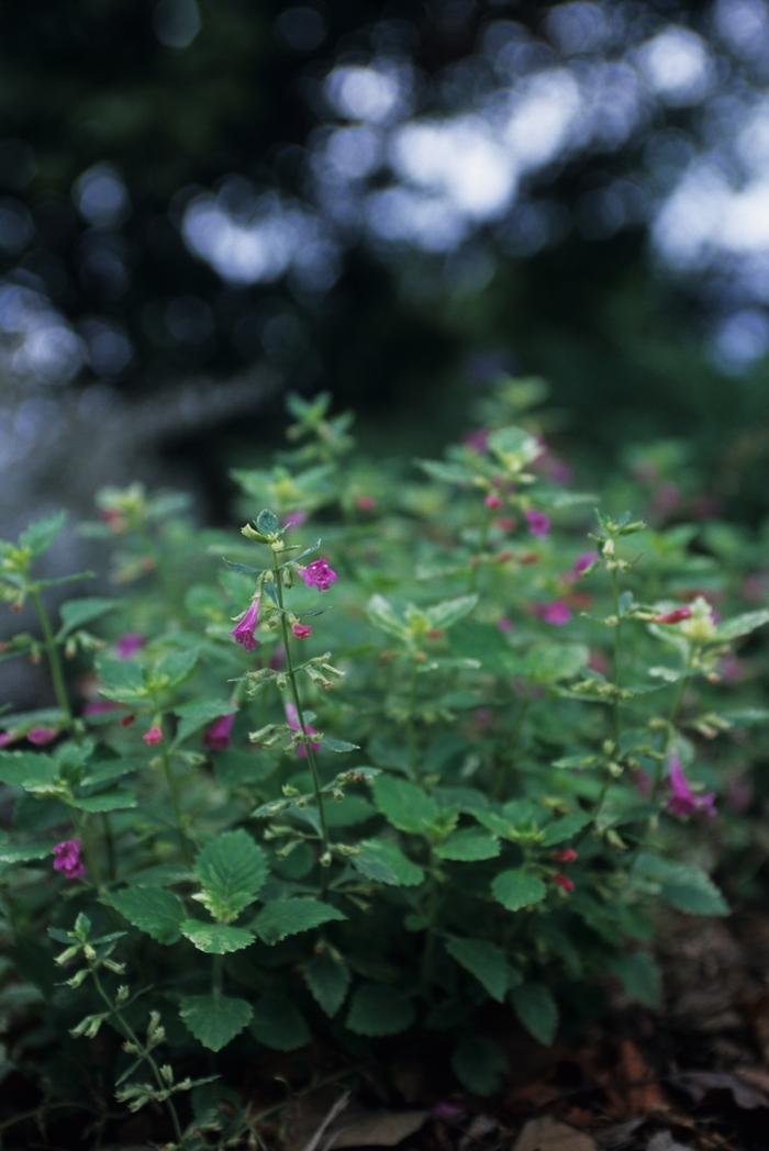 Calamintha grandiflora Variegata