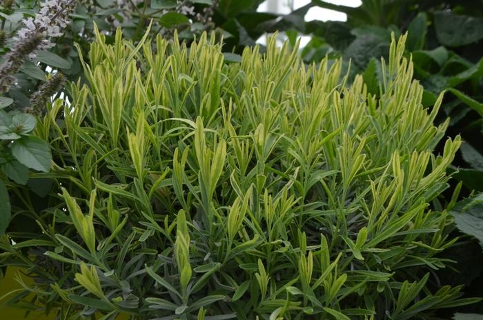 Lavandula angustifolia Platinum Blonde™