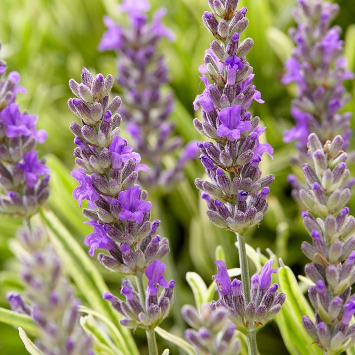 Lavandula angustifolia Platinum Blonde™