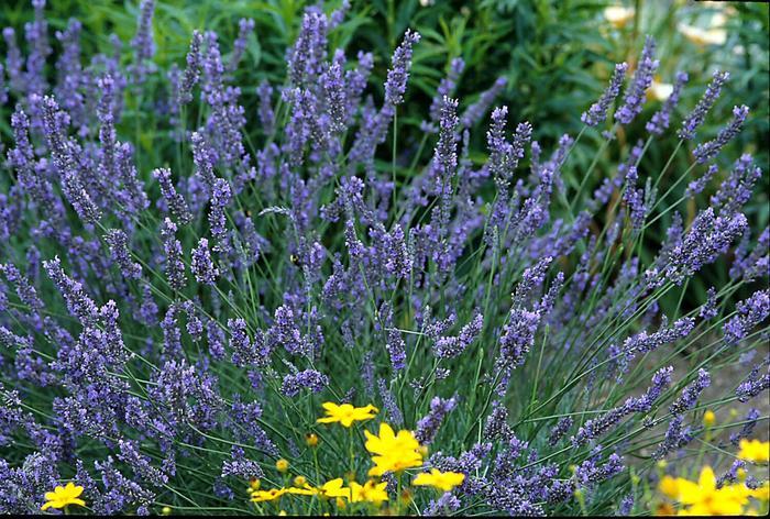 Lavandula x intermedia Grosso