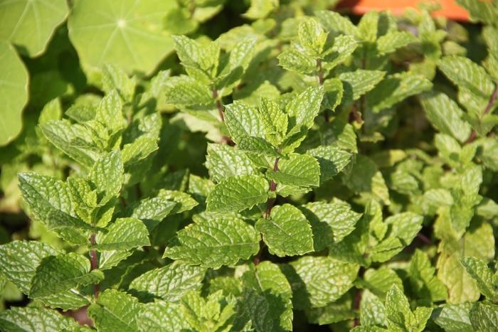 Mentha spicata 