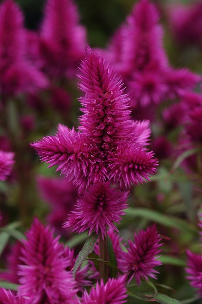 Celosia spicata Intenz Classic