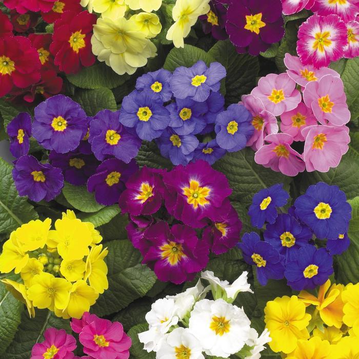 Primula polyantha Supernova Mix