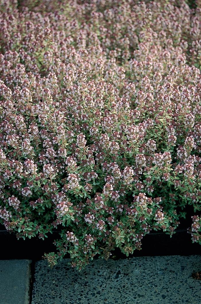 Thymus x citriodorus Silver Queen