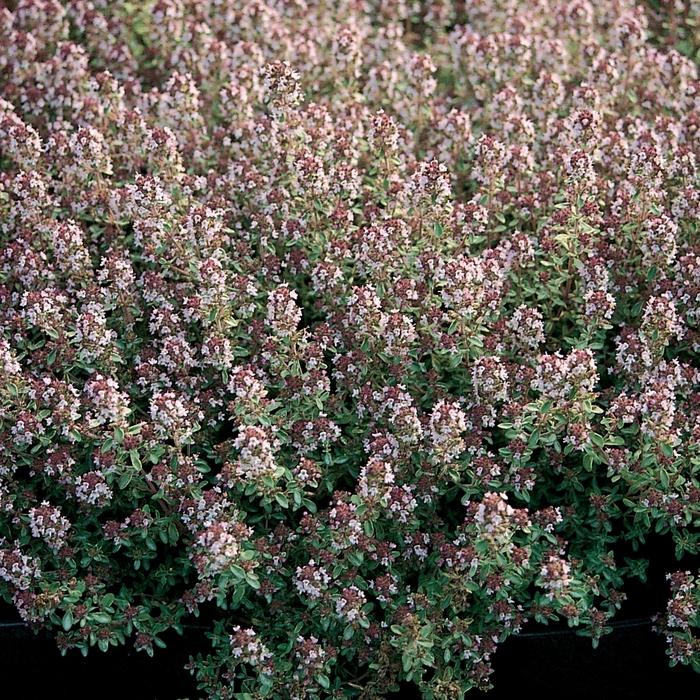 Thymus x citriodorus Silver Queen