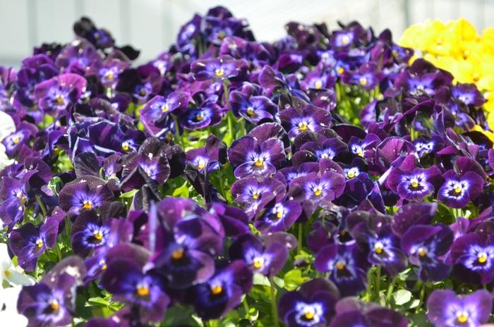 Viola cornuta Admire® Denim