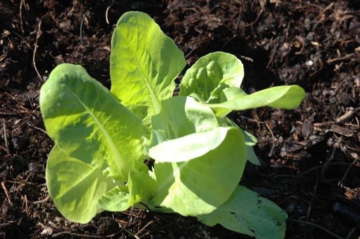 Lactuca sativa Buttercrunch