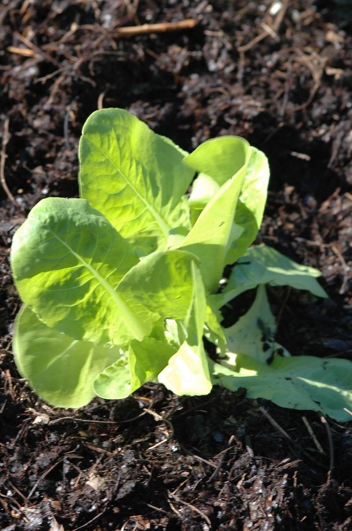 Lactuca sativa Buttercrunch