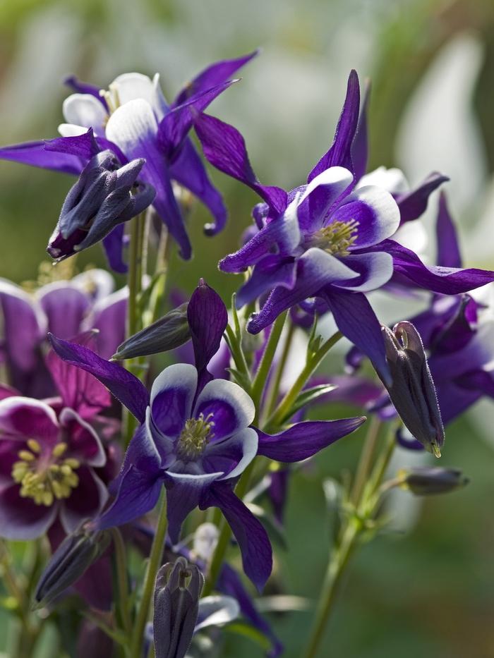 Aquilegia vulgaris Winky Blue & White