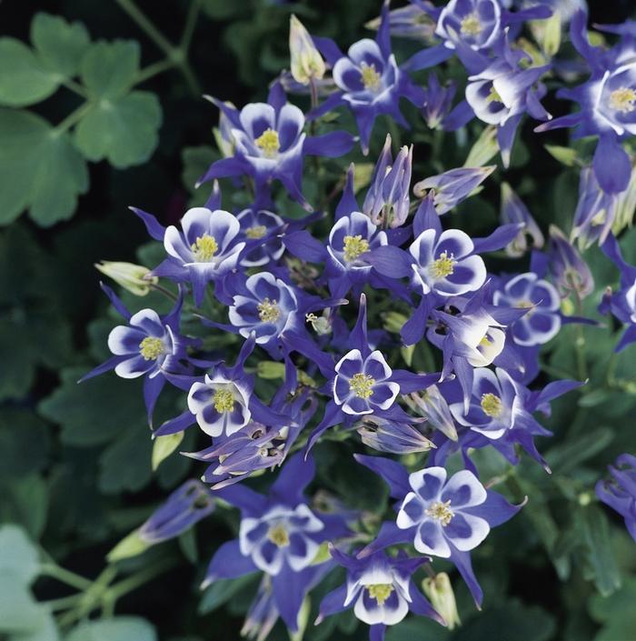 Aquilegia vulgaris Winky Blue & White