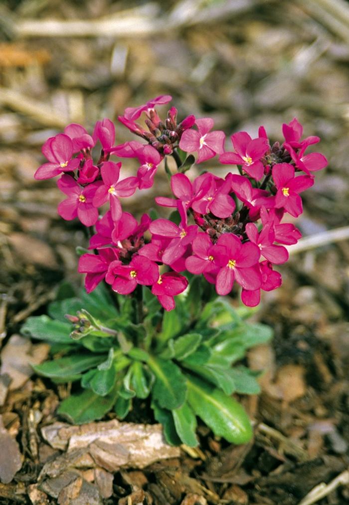 Arabis blepharophylla Red Sensation