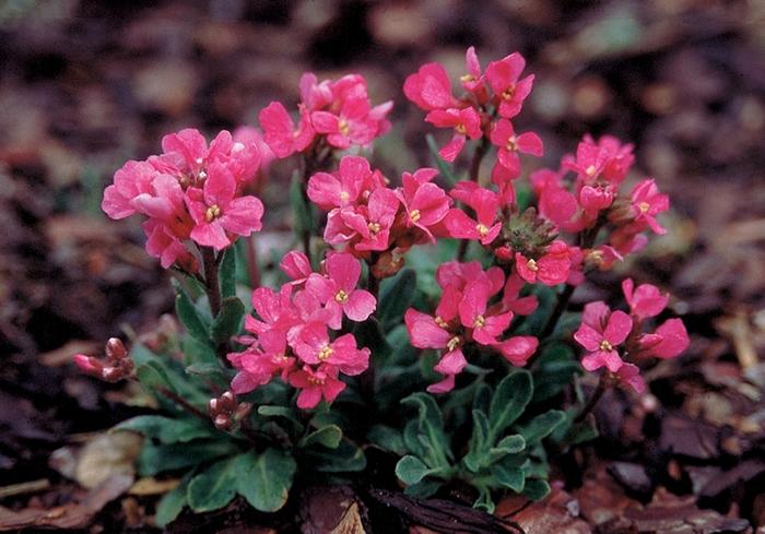 Arabis blepharophylla Red Sensation