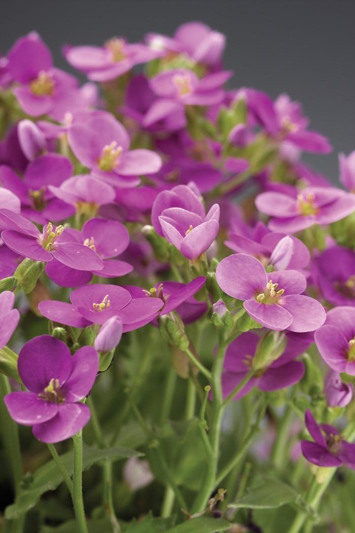 Arabis caucasica Little Treasure™ Deep Rose