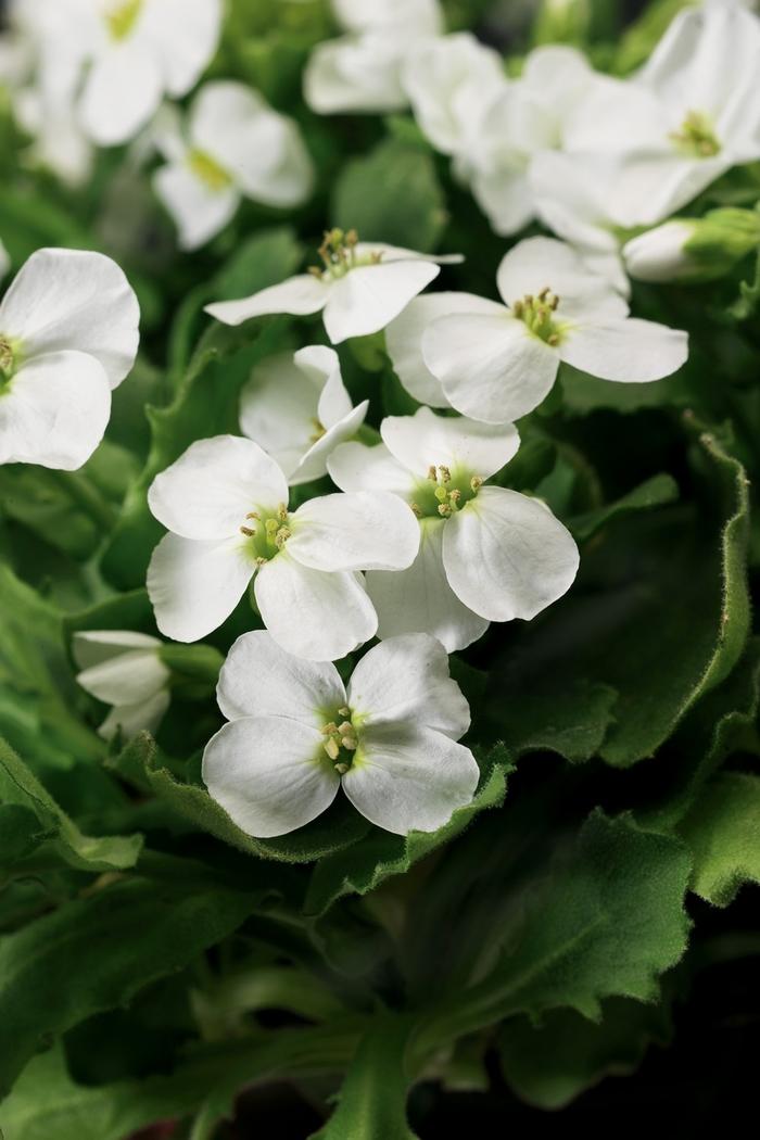 Arabis caucasica Little Treasure™ White