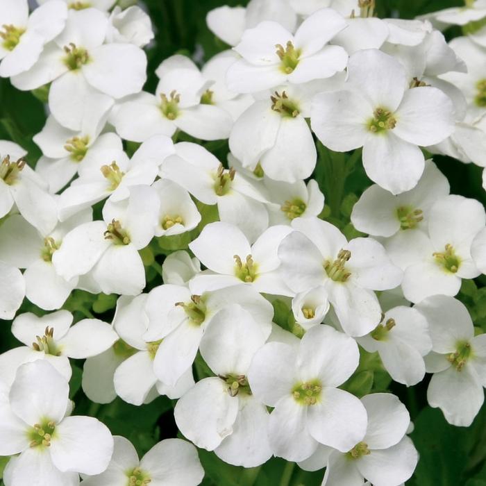 Arabis caucasica Little Treasure™ White