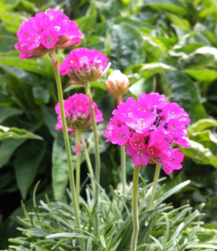 Armeria maritima Splendens