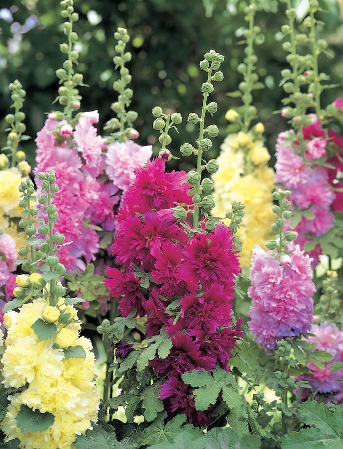 Alcea rosea Spring Celebrities Mix