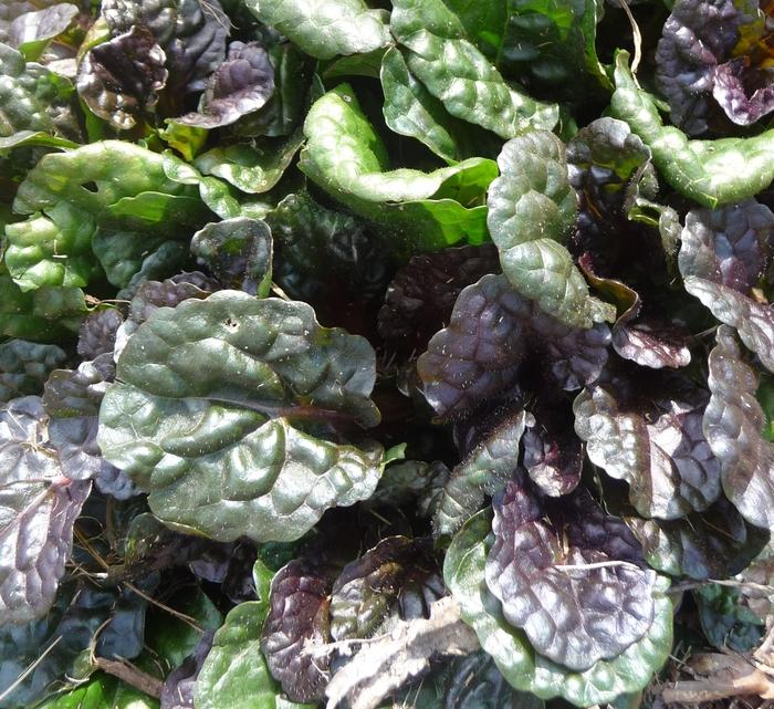 Ajuga reptans Walberton's® Black Scallop