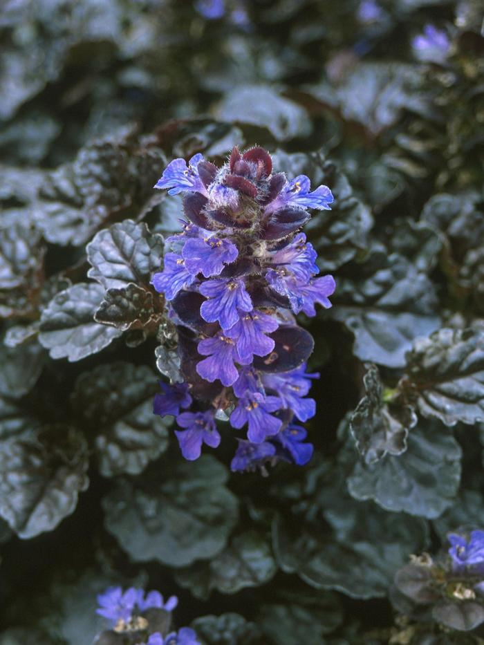 Ajuga reptans Walberton's® Black Scallop