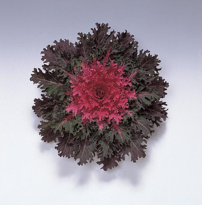 Brassica oleracea Coral Queen