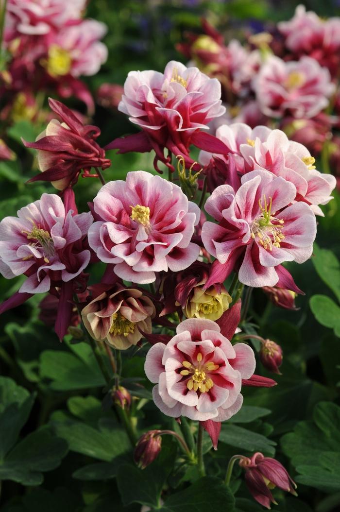 Aquilegia vulgaris Winky Double Red & White