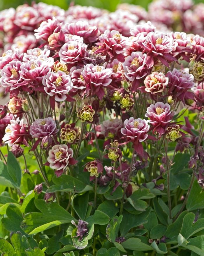 Aquilegia vulgaris Winky Double Red & White