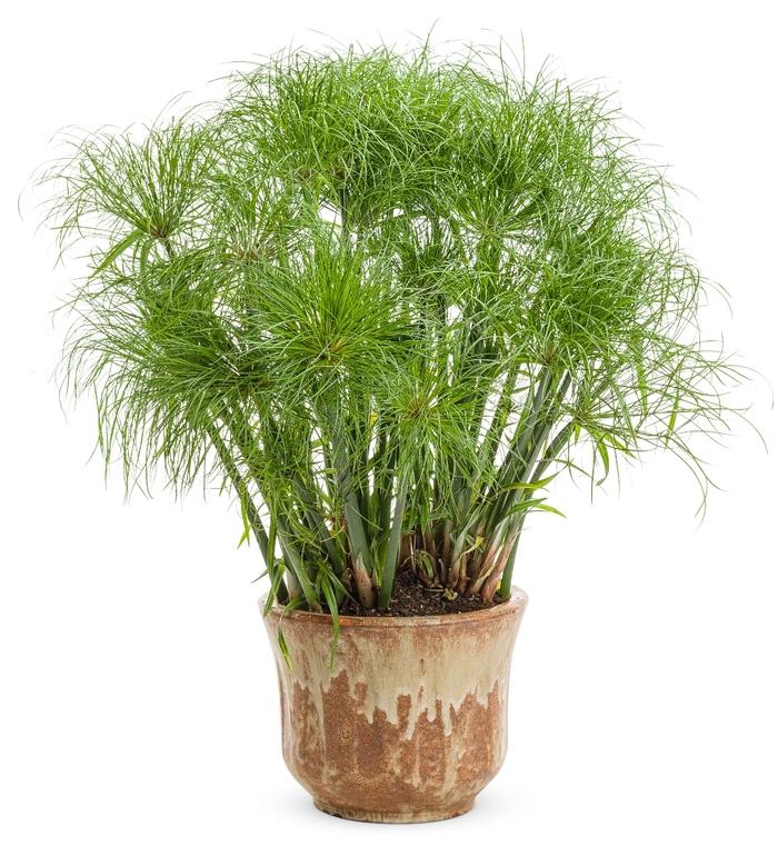 Cyperus papyrus Graceful Grasses® Prince Tut™