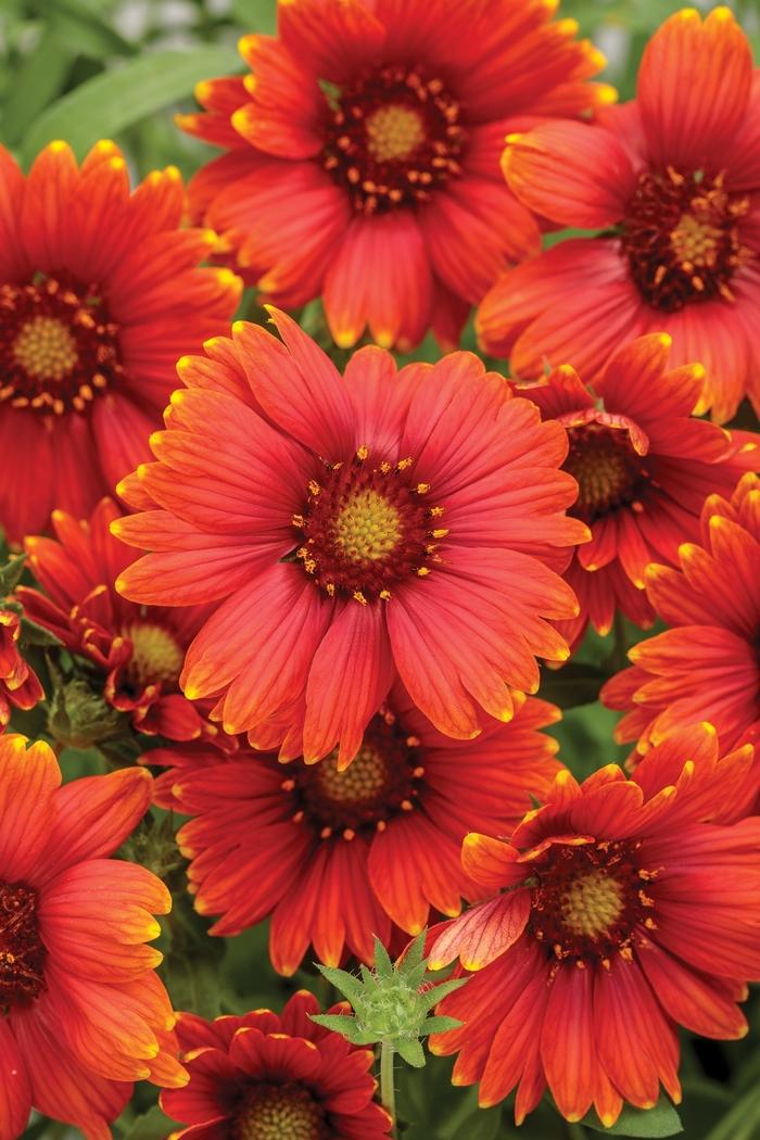 Gaillardia Heat it Up™ Scarlet