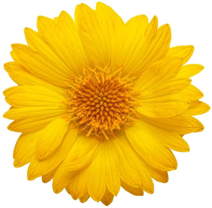 Gaillardia Heat it Up™ Yellow