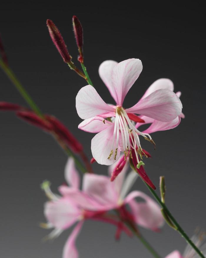 Gaura lindheimeri Stratosphere™ Pink Picotee